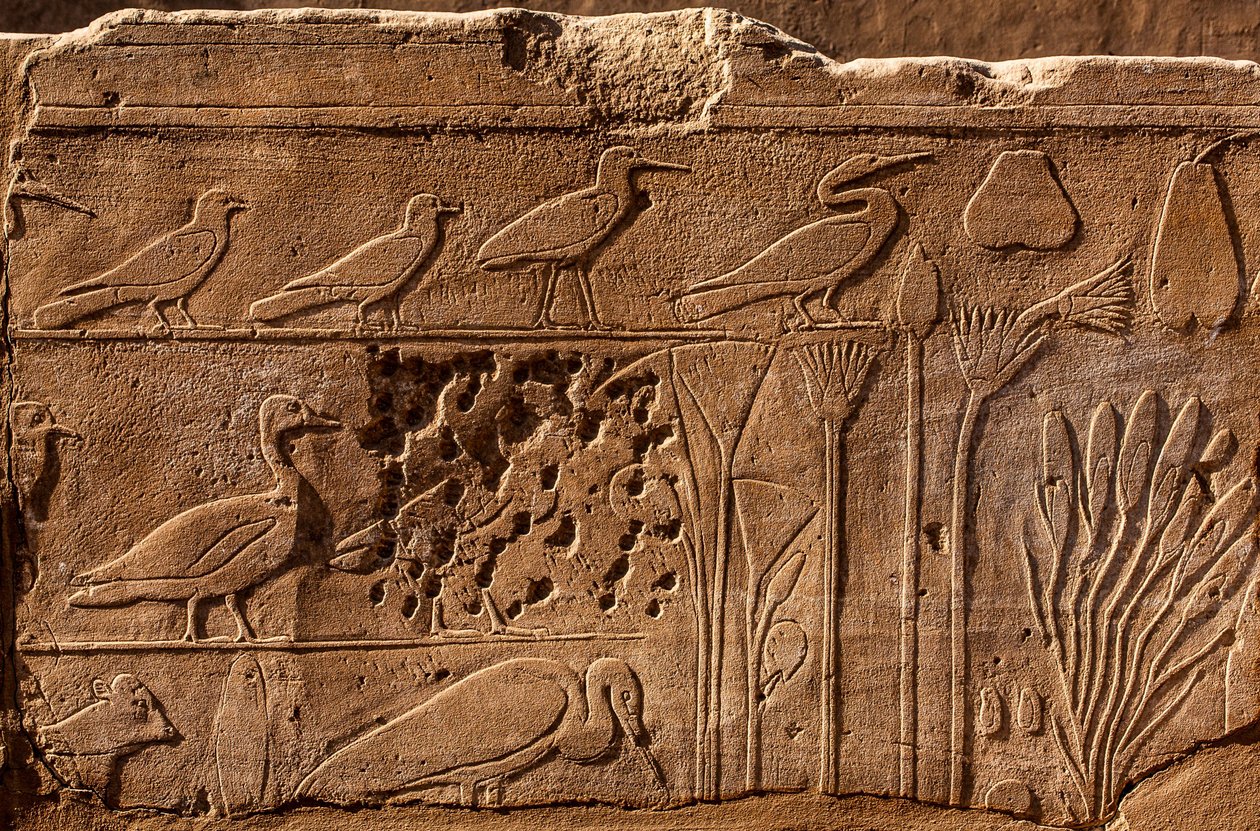 Botanisk have Thutmosis III med reliefafbildninger af planter og dyr, Karnak-templet, Luxor, Theben, Egypten, Afrika (foto) af Unbekannter Künstler