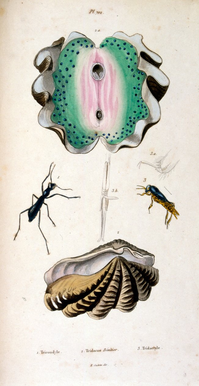 Botanisk og zoologisk illustration af F. E. Guérin. Fra Dictionnaire pittoresque d