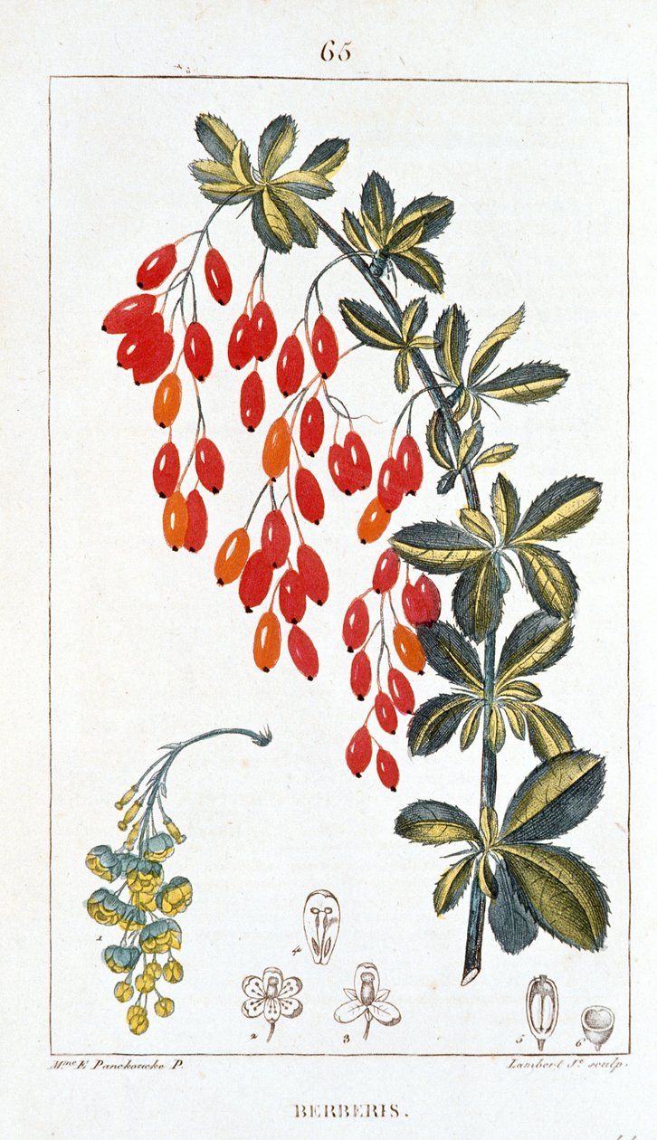 Botanisk tavle/Berberis sp/Berberisryg af Unbekannt
