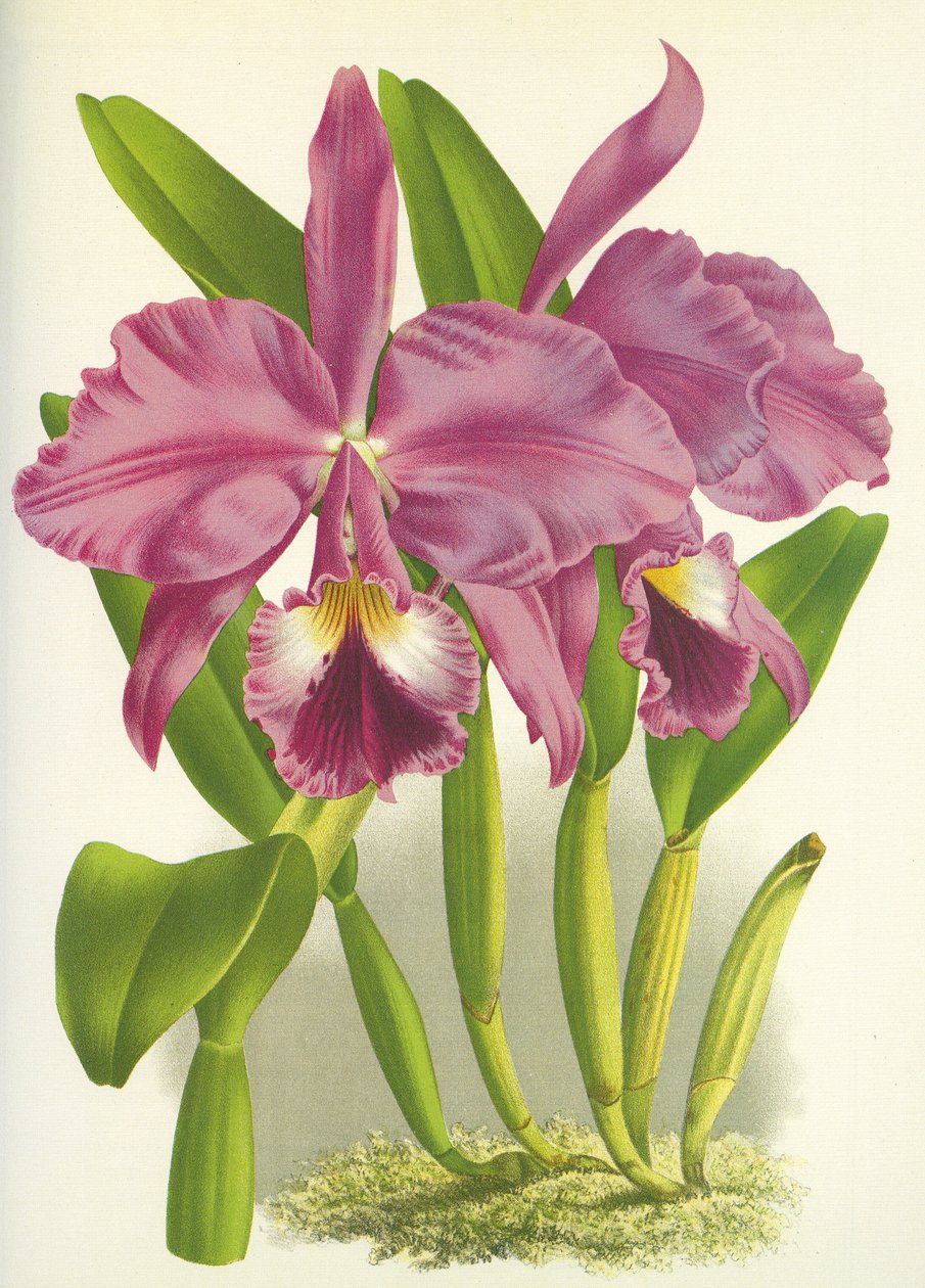 Botanisk tavle/Cattleya labiata var. Autumnalis/Lindenia af Unbekannt