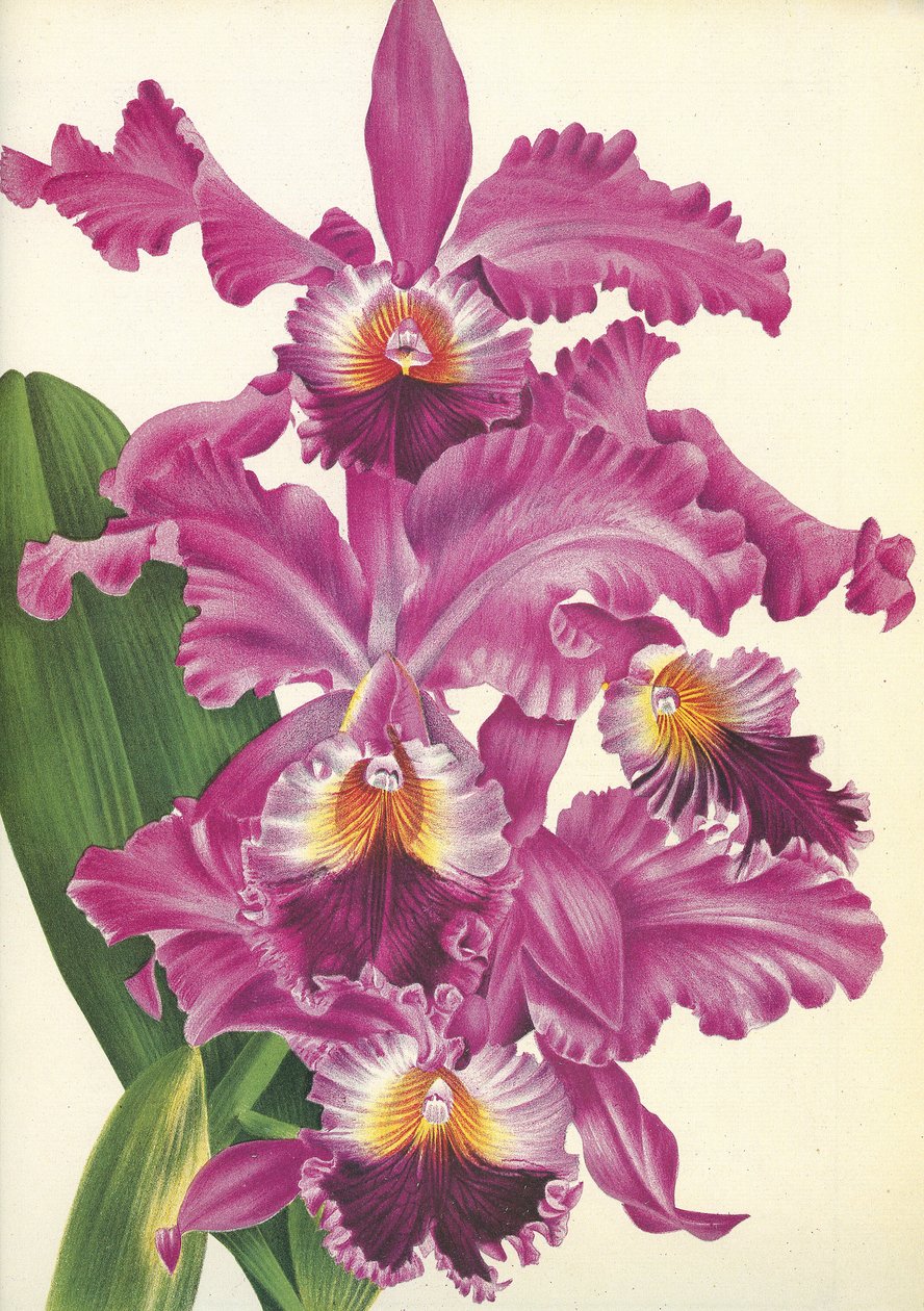 Botanisk tavle/Cattleya labiata var. Perfecta/Lindenia af Unbekannt