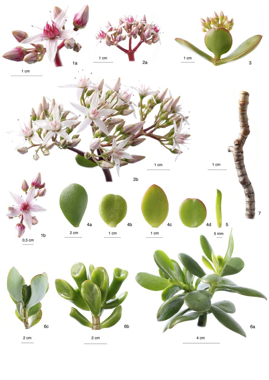 Botanisk Styrelse/Sager af Unbekannt