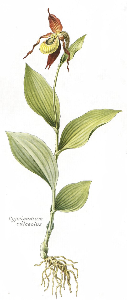 Botanisk tavle/Cypripedium calceolus/Venus hov af Unbekannt