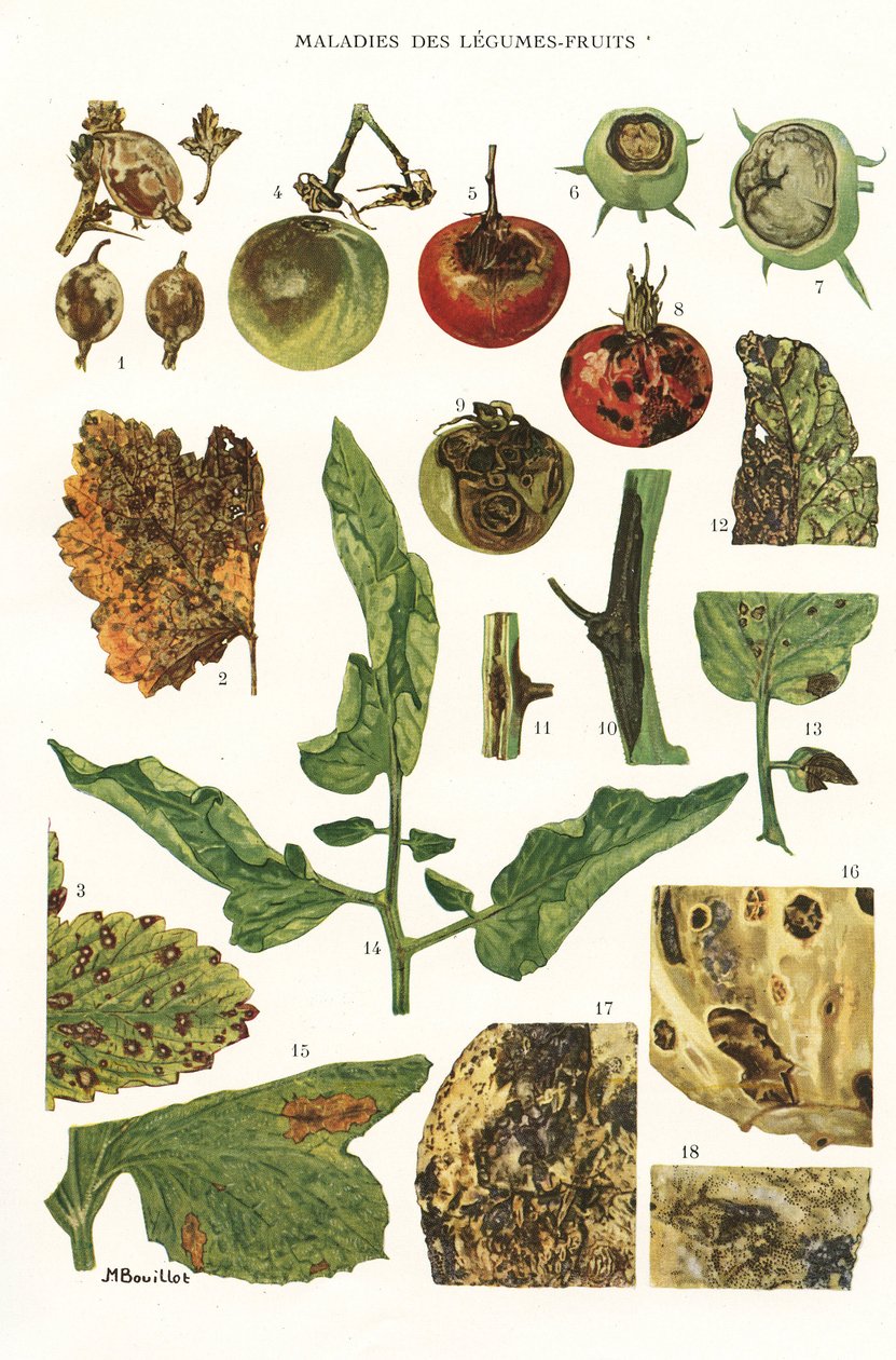 Botanisk bestyrelse/frugtgrøntsagssygdomme af Unbekannt