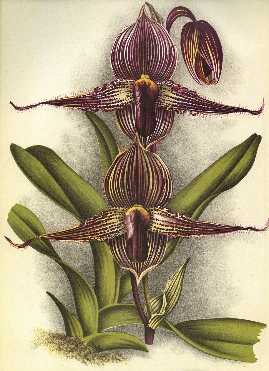 Botanisk tavle/Paphiopedilum rothschildianum/Lindenia af Unbekannt