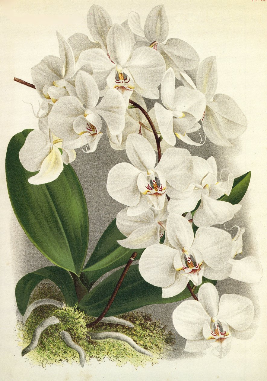 Botanisk tavle/Phalaenopsis amabilis/Phalaenopsis gigantea/Lindenia af Unbekannt