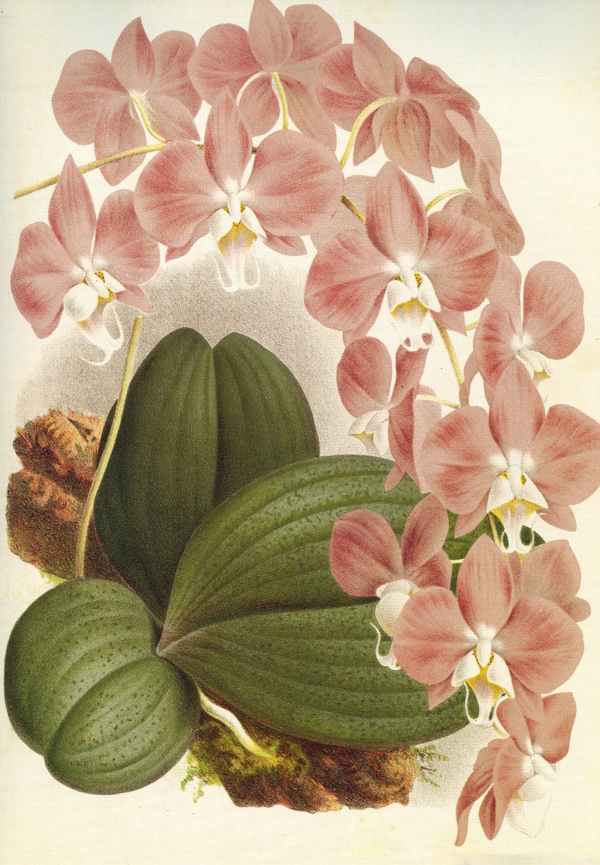 Botanisk tavle/Phalaenopsis sanderiana/Lindenia af Unbekannt