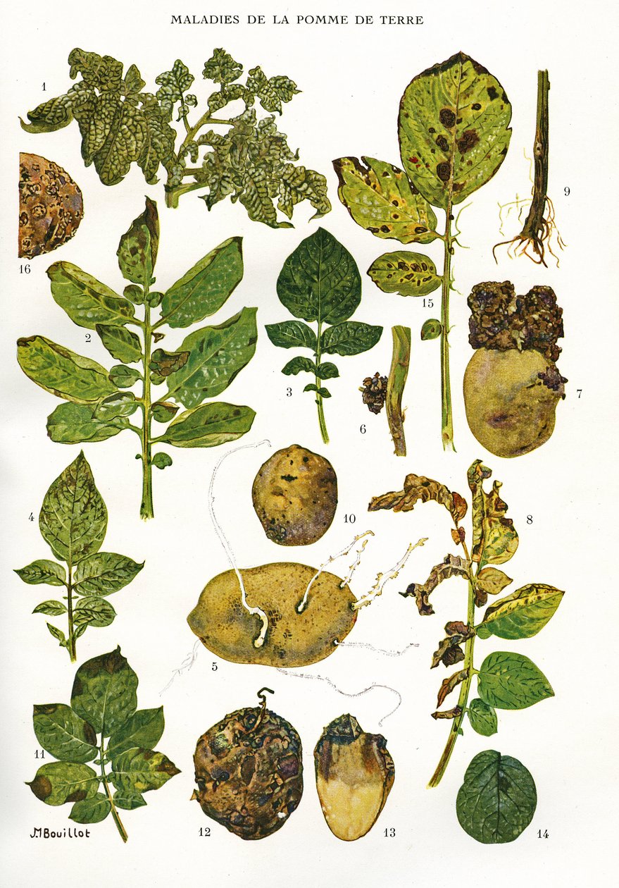 Botanisk tavle/Kartoffelsygdomme/Solanum tuberosum af Unbekannt