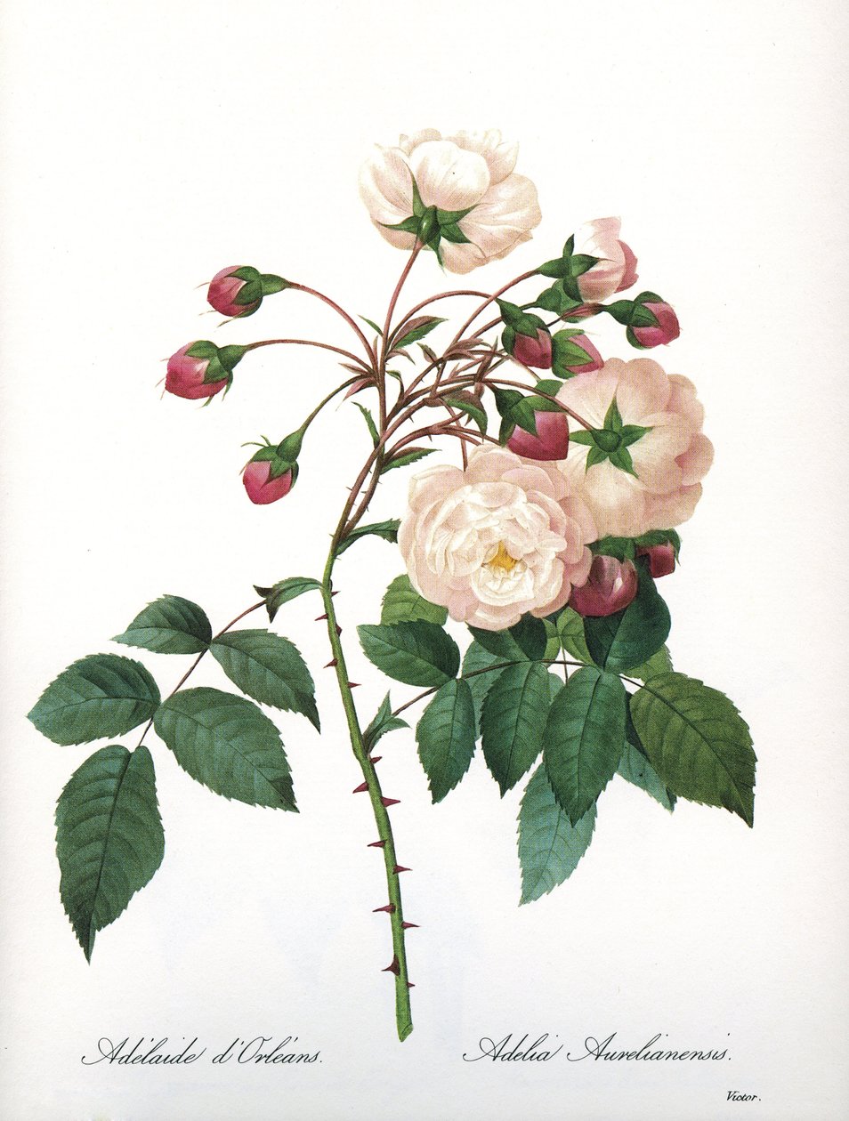 Botanisk tavle/Rosa aurelianensis/Rose 