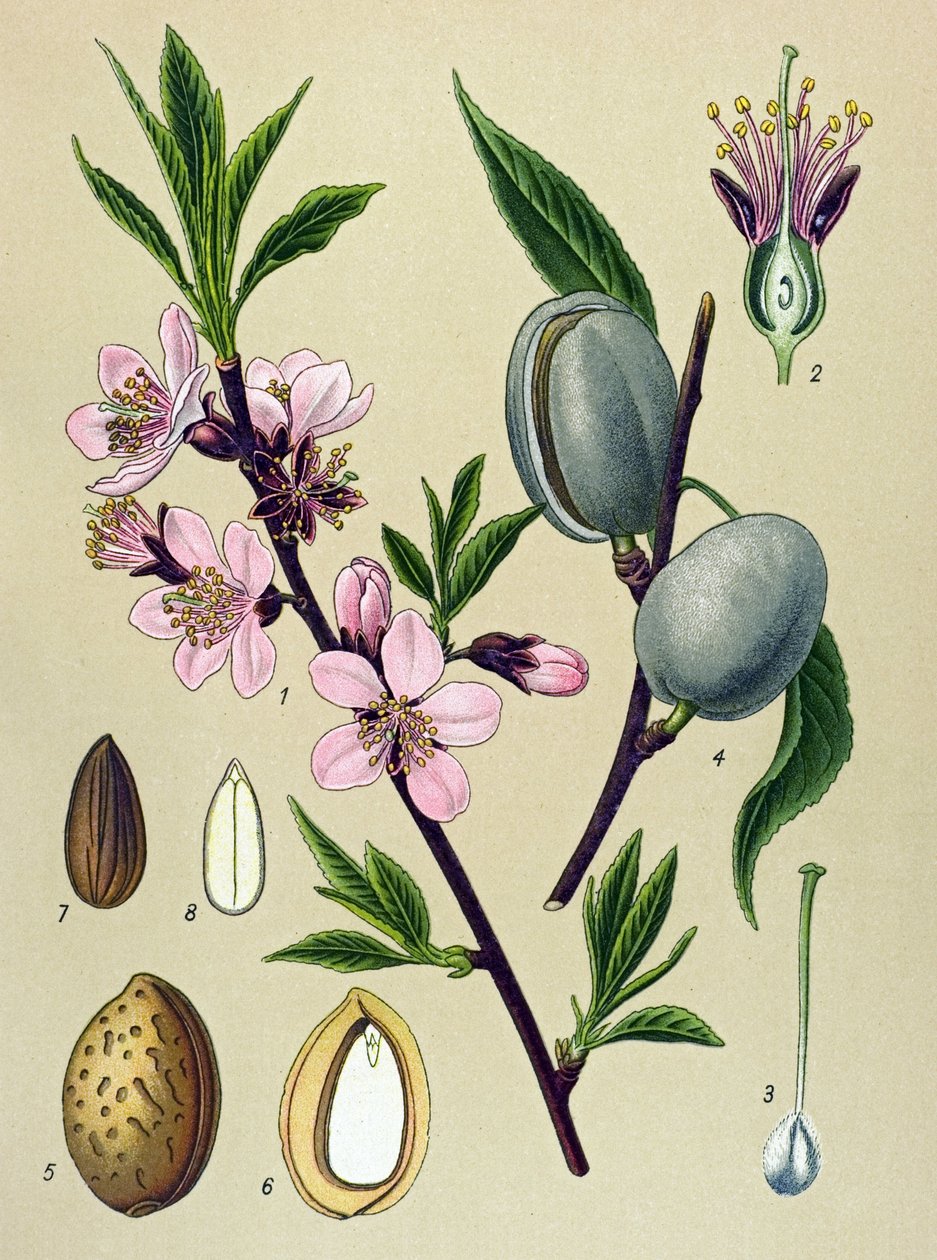 Botanisk tavle. Amygdaline (Mandel): Almindelig mandel (Amygdalus communis) af Unbekannter Künstler