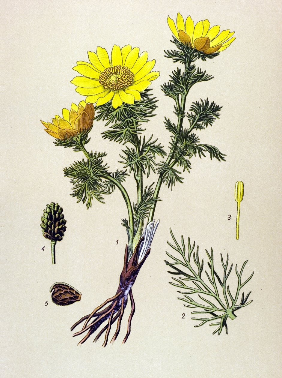 Botanisk tavle. Gift (giftig) og lægeplante: Spring Adonis (Adonis vernalis) af Unbekannter Künstler