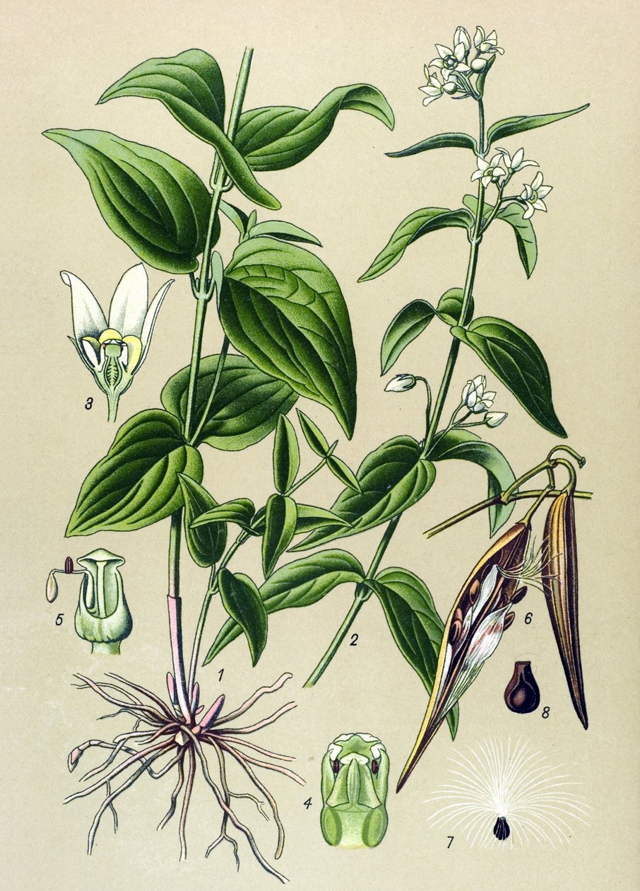 Botanisk tavle: Tam gift officinal (Vincetoxicum hirundinaria) af Unbekannter Künstler