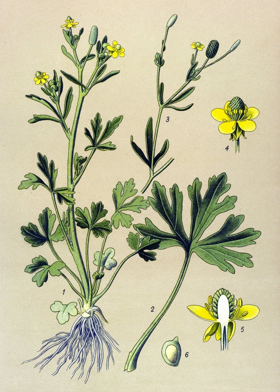 Botanisk bestyrelse. Venenous (giftig): Buttercup Scelerate eller Cellery Leaf Buttercup (Ranunculus sceleratus) af Unbekannter Künstler