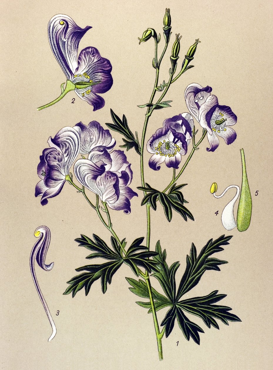 Botanisk tavle. Venenøs (giftig) og lægeplante: Aconitum variegatum af Unbekannter Künstler