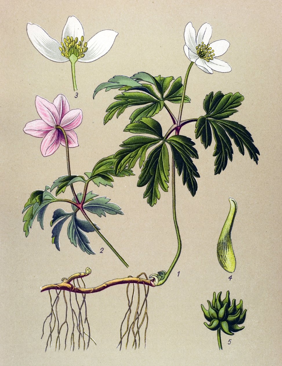 Botanisk tavle. Venenøs (giftig) og lægeplante: Anemone sylvie eller Anemone of the woods (Anemone nemorosa) af Unbekannter Künstler