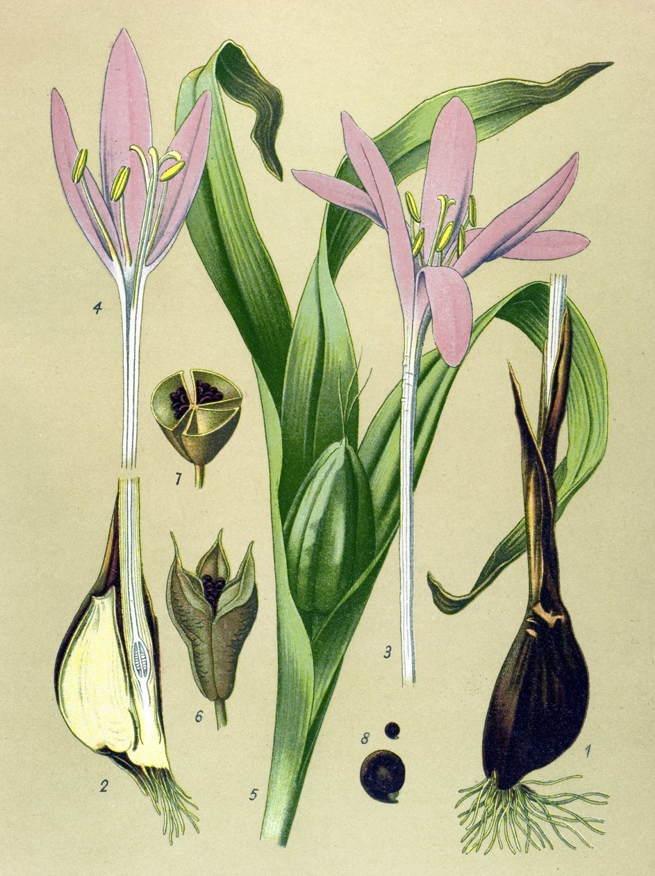 Botanisk tavle. Venenøs (giftig) og lægeplante: Efterårskolchial (Colchicum autumnale) af Unbekannter Künstler