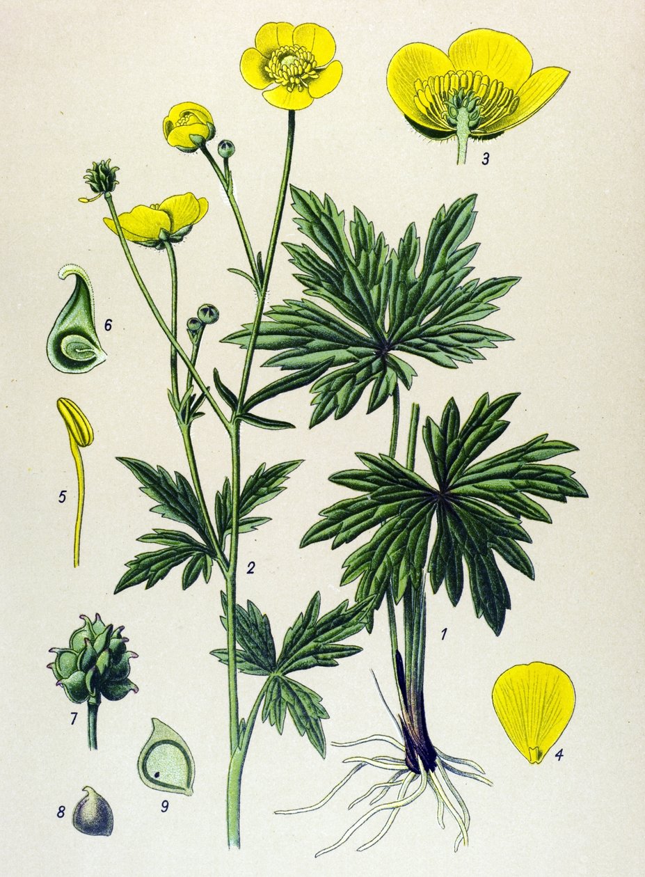 Botanisk tavle. Venenøs (giftig) og lægeplante: Smørblomst (Ranunculus acris) af Unbekannter Künstler