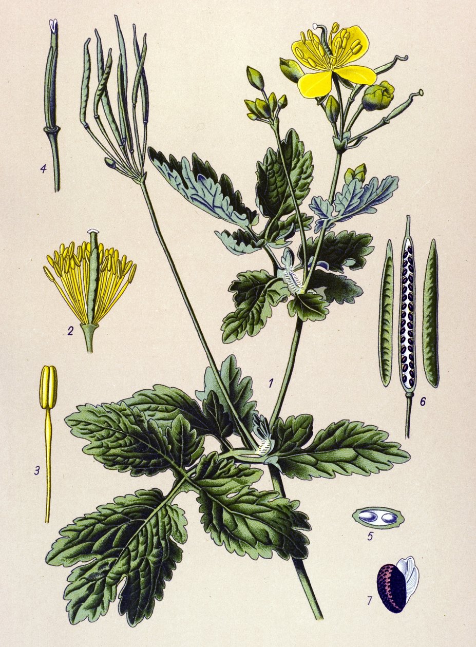 Botanisk tavle. Venenøs (giftig) og lægeplante: Chelidoin eller stor chelidoin (Chelidonium majus) af Unbekannter Künstler
