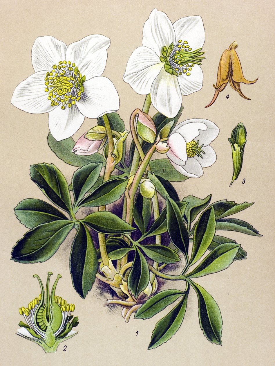 Botanisk tavle. Venenøs (giftig) og lægeplante: Julerose (Helleborus niger) af Unbekannter Künstler