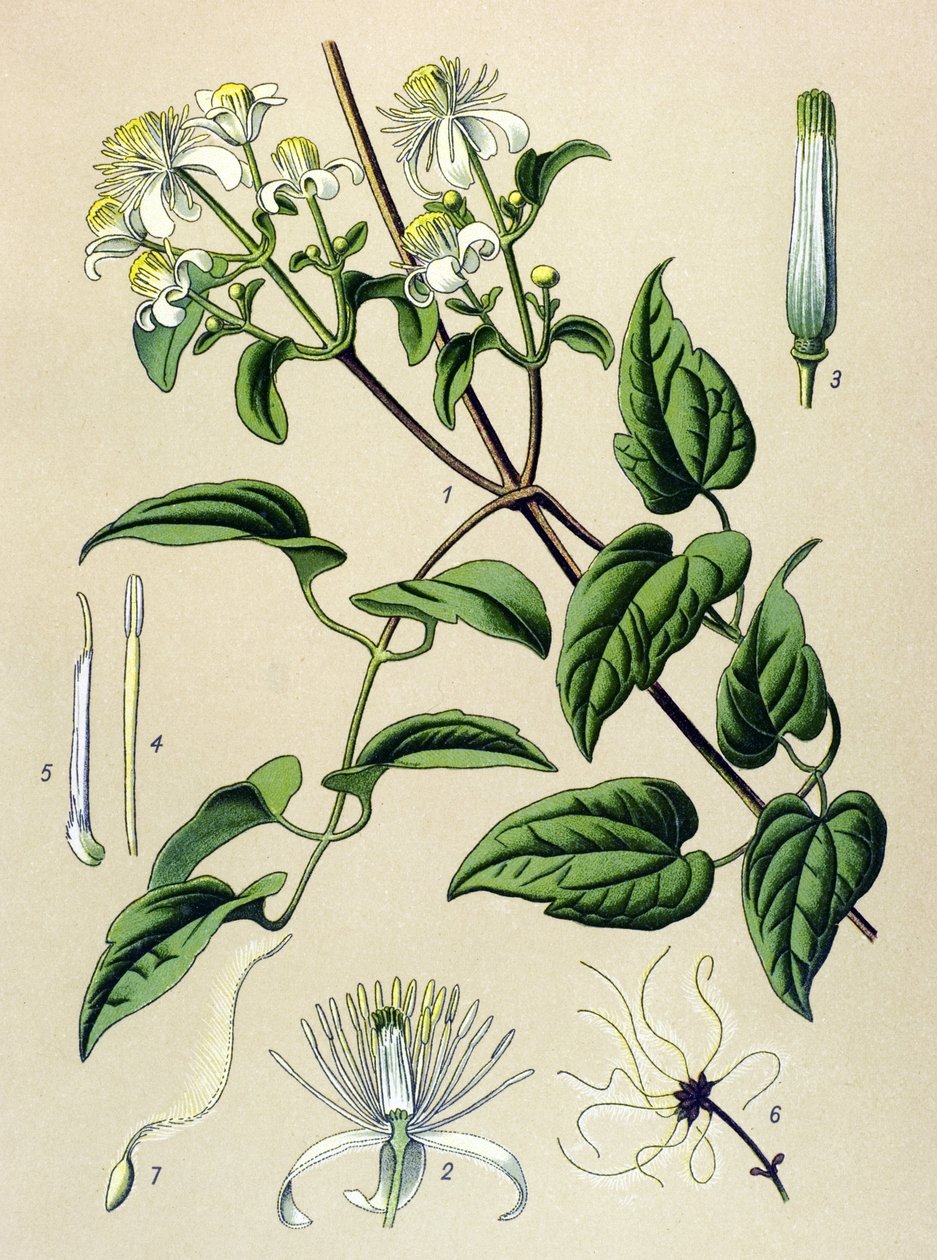 Botanisk tavle. Venenøs (giftig) og medicinsk plante: Hedge clematitis (Clematis vitalba) af Unbekannter Künstler