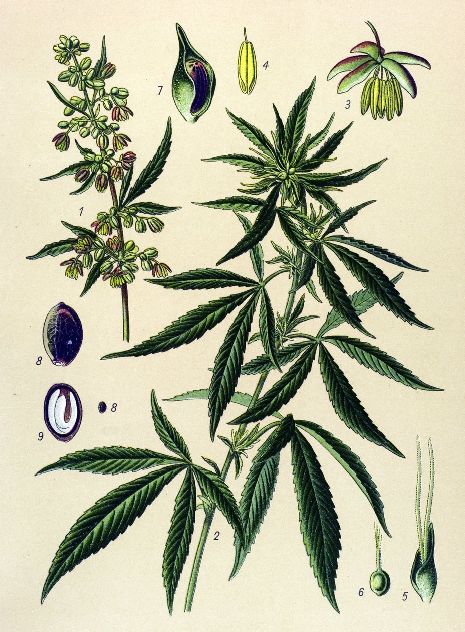 Botanisk tavle. Venenøs (giftig) og medicinsk plante: Hamp (Cannabis sativa) af Unbekannter Künstler