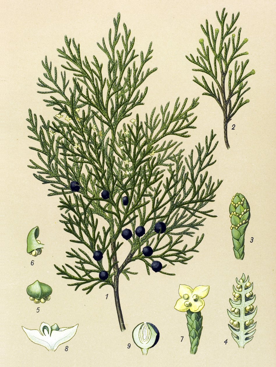 Botanisk tavle. Venenøs (giftig) og lægeplante: Sabine enebær (Juniperus sabina) af Unbekannter Künstler