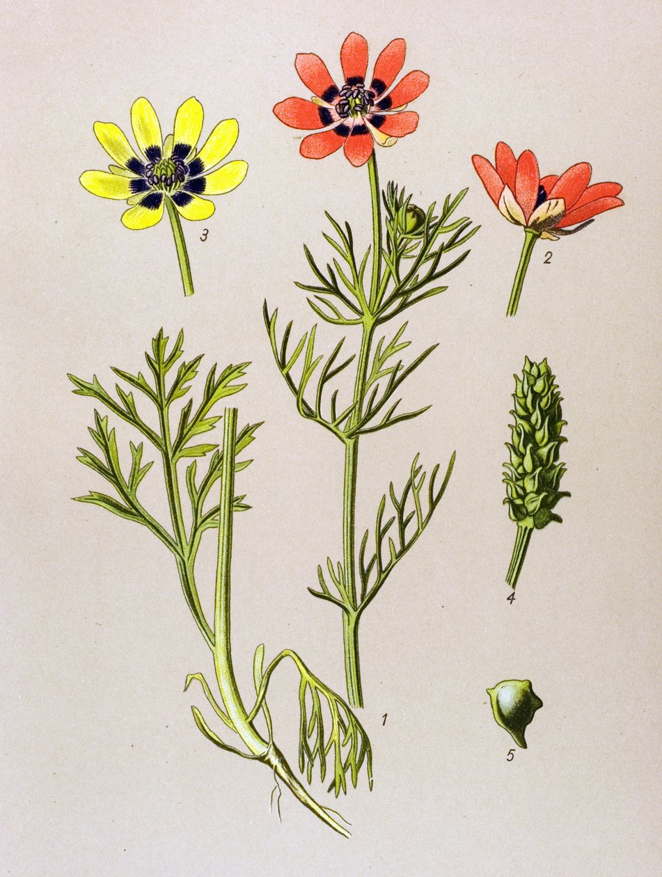 Botanisk tavle. Venenøs (giftig) og lægeplante: Summer Adonis (Adonis aestivalis) af Unbekannter Künstler