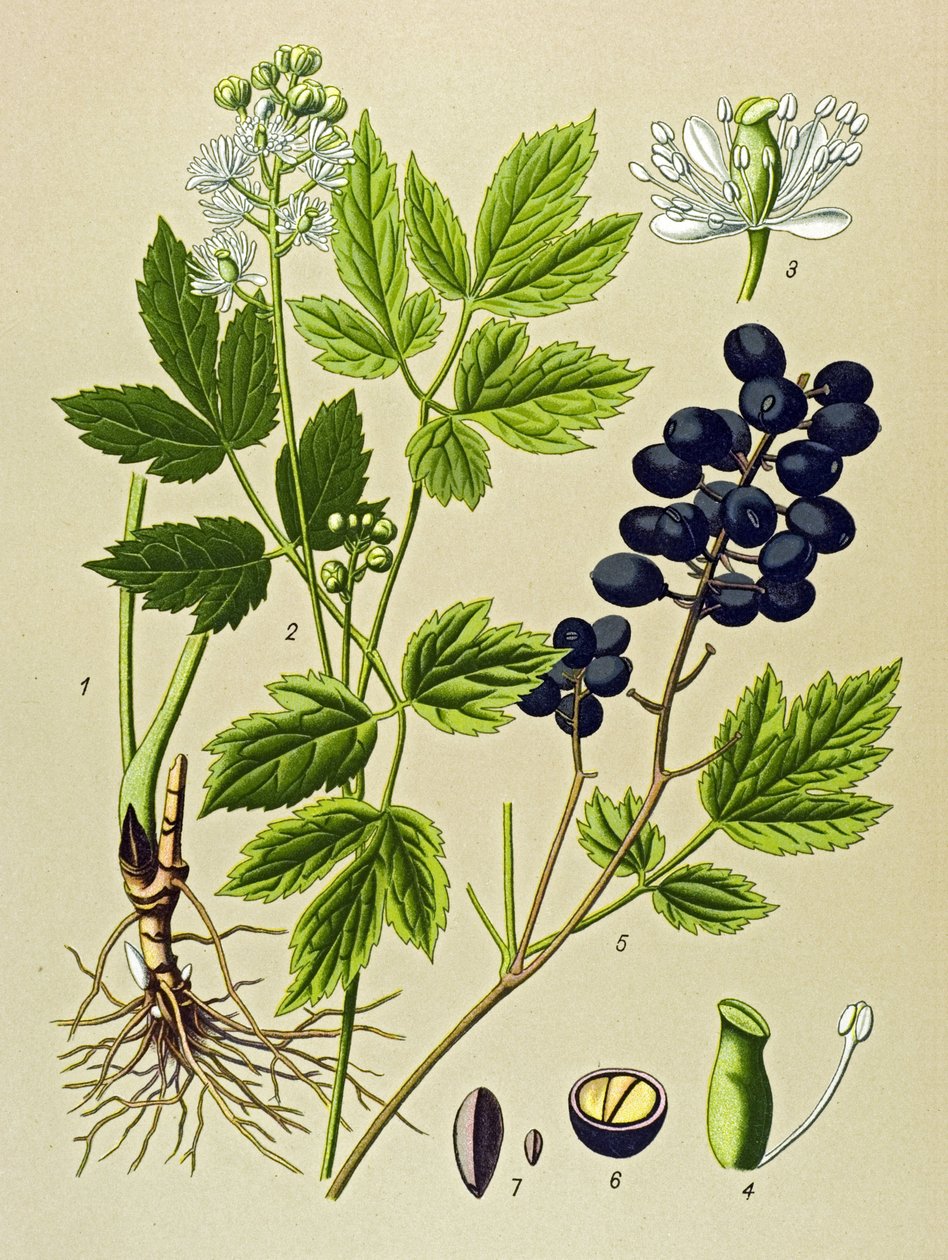 Botanisk tavle. Venenøs (giftig) og lægeplante: Summer Adonis (Adonis aestivalis) af Unbekannter Künstler