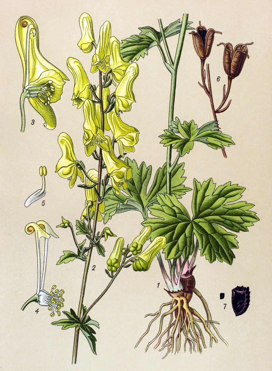 Botanisk tavle. Venenøs (giftig) og lægeplante: Ulve-dræber eller ulve-dræber (Aconitum lycoctonum) af Unbekannter Künstler