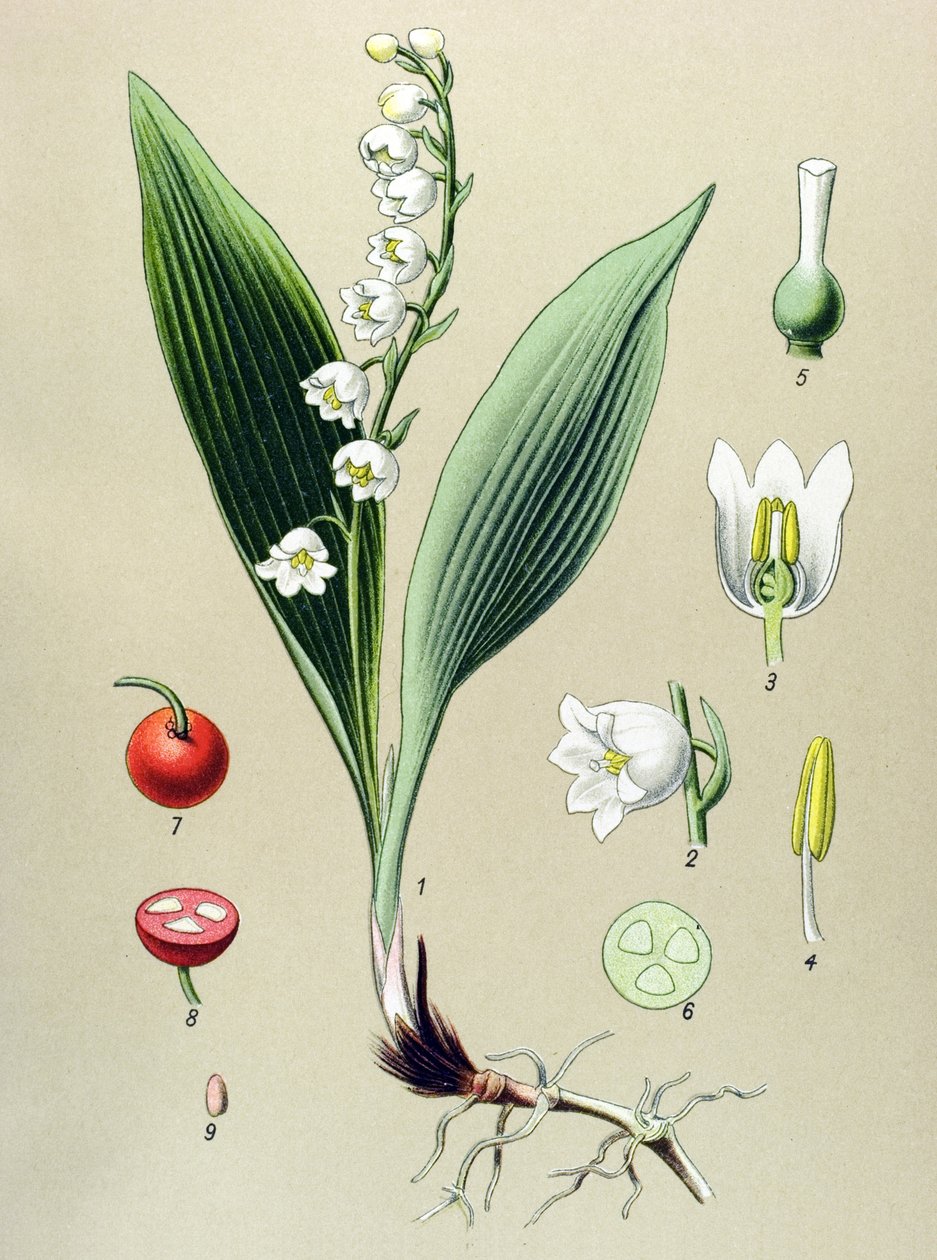 Botanisk bestyrelse. Venenous (giftig) og medicinsk plante: Valleys Lily eller May Lily of the Valley (Convallaria Majalis) af Unbekannter Künstler