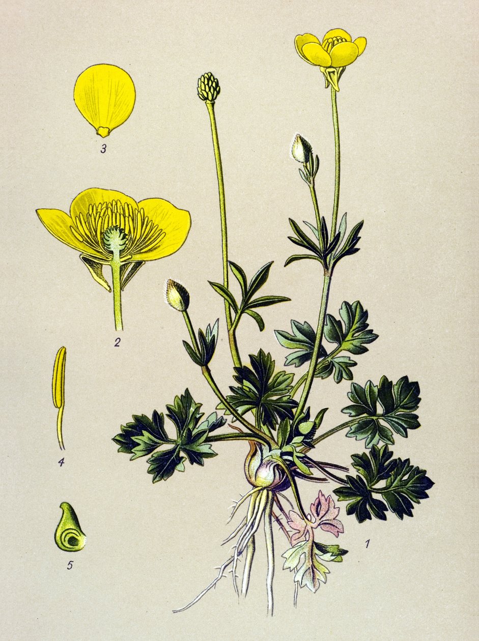 Botanisk tavle. Venenøs plante (giftig): Løg ranunkel eller gylden knop (Ranunculus bulbosus) af Unbekannter Künstler