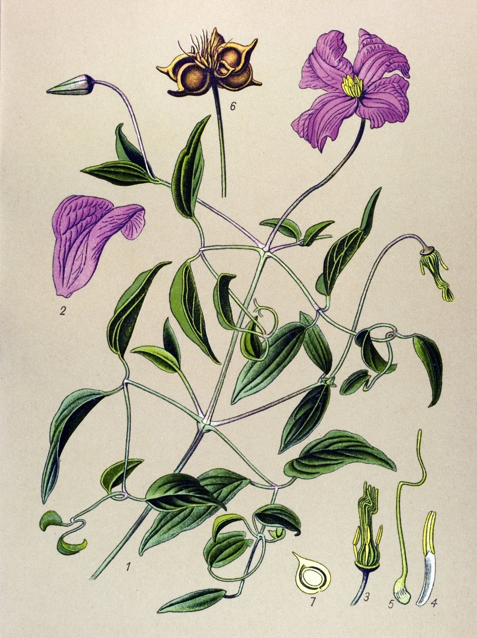 Botanisk tavle. Venenøs plante (giftig): Clematite falsk eller falsk vin (Clematis viticella) af Unbekannter Künstler