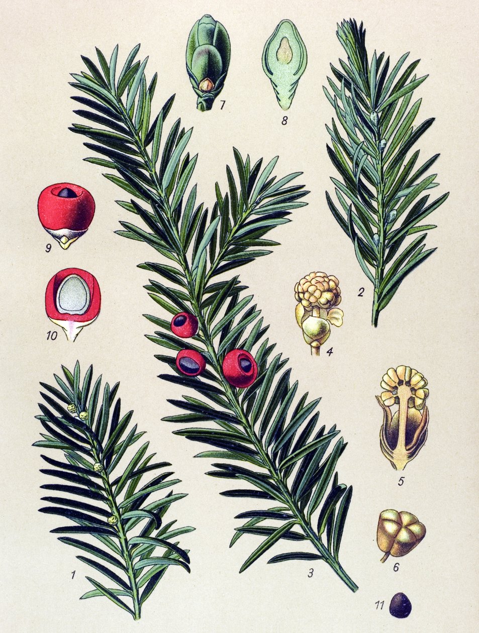 Botanisk tavle. Venenøs plante (giftig): Taks (Taxus baccata) af Unbekannter Künstler