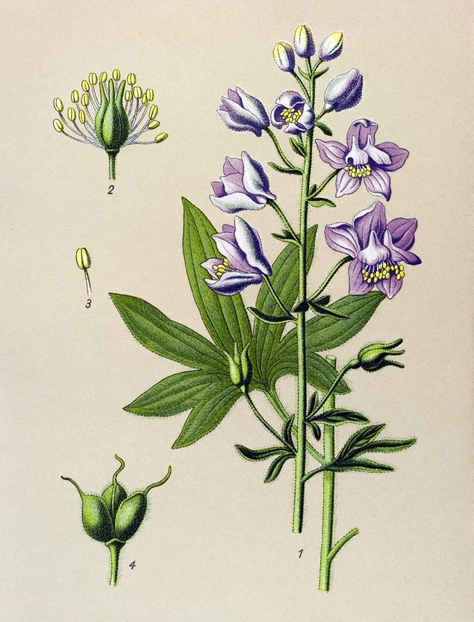 Botanisk tavle. Venenøs plante (giftig): Dolphinella staphysegar (Delphinium staphysagria) af Unbekannter Künstler