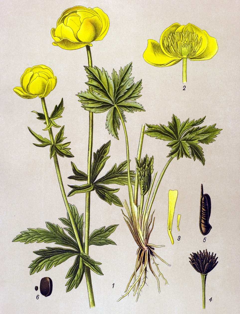 Botanisk tavle. Venenøs plante (giftig): Europæisk trold (Trollius europaeus) af Unbekannter Künstler