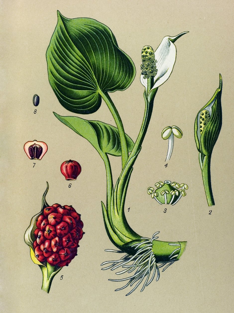 Botanisk tavle. Venenøs plante (giftig): Marsh calla (Calla palustris) af Unbekannter Künstler