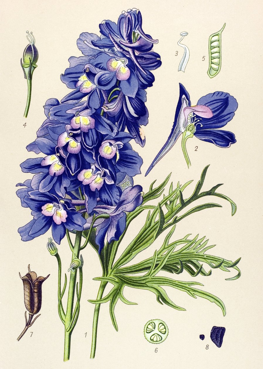 Botanisk tavle. Venenøs plante (giftig): delfinel eller lærkefødder (Delphinium grandiflorum) af Unbekannter Künstler
