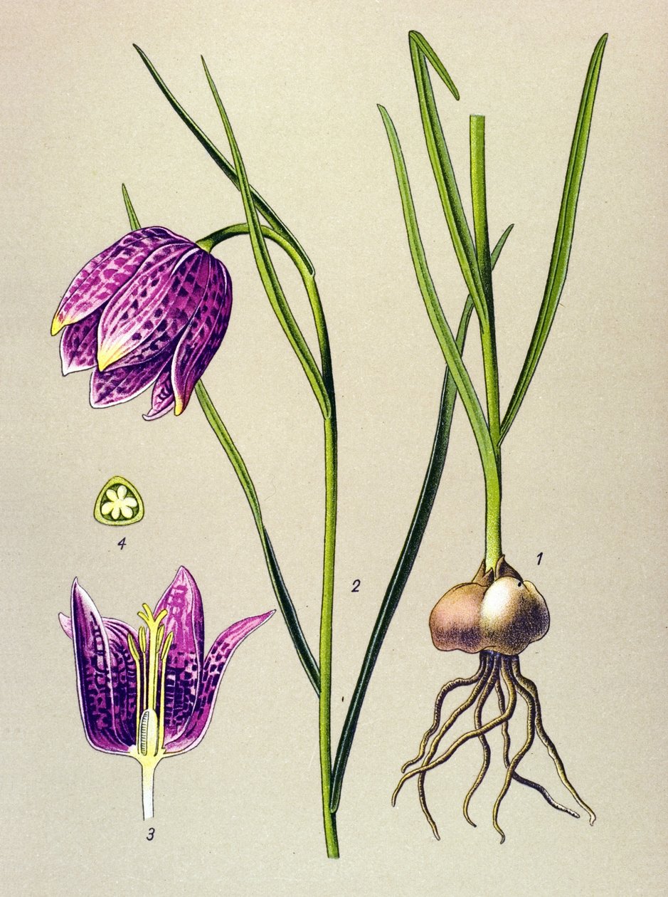Botanisk tavle. Venenøs plante (giftig): perlehøns eller "perlehøns" (Fritillaria meleagris) af Unbekannter Künstler