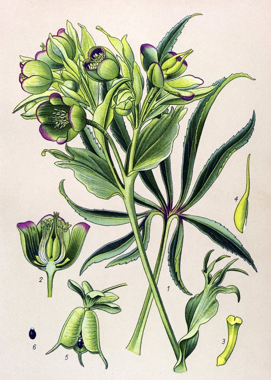 Botanisk tavle. Giftig plante (giftig): hellebore fetide eller hellebore fetide (Helleborus foetidus) af Unbekannter Künstler