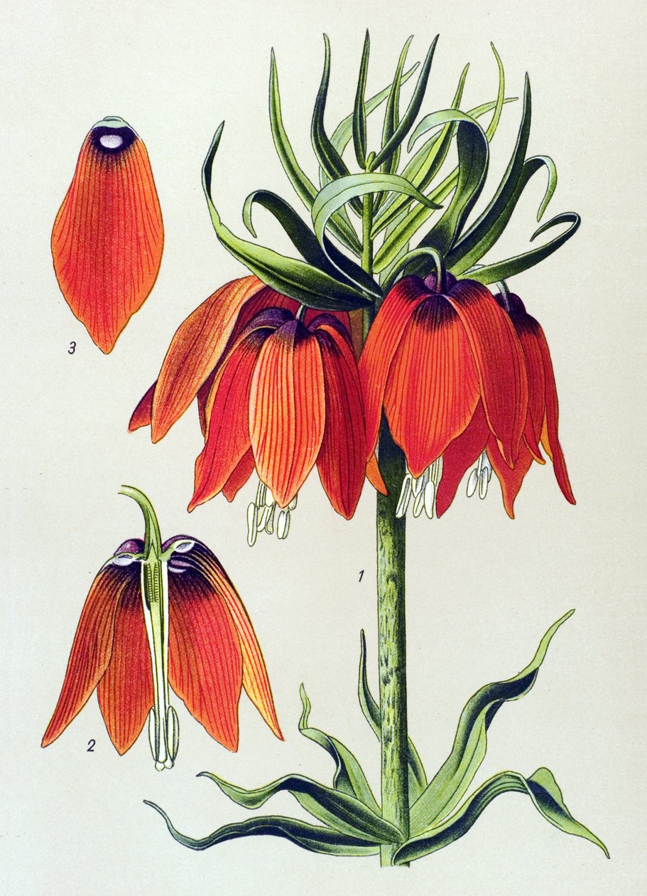 Botanisk tavle. Venenøs plante (giftig): imperiale fritillaria imperialis af Unbekannter Künstler