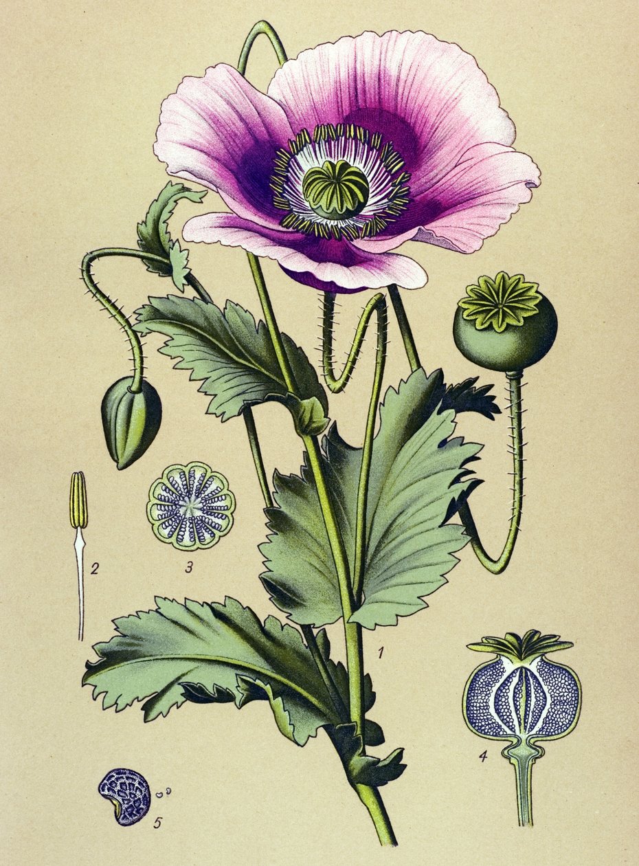 Botanisk tavle. Venesøs (giftig) og medicinsk plante: sovende valmue (Papaver somniferum) af Unbekannter Künstler