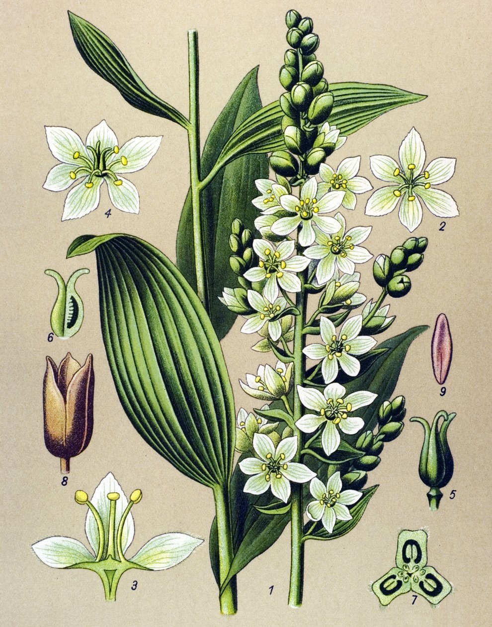 Botanisk tavle. Venøs (giftig) og medicinsk plante: hvid veratre (Veratrum album) af Unbekannter Künstler