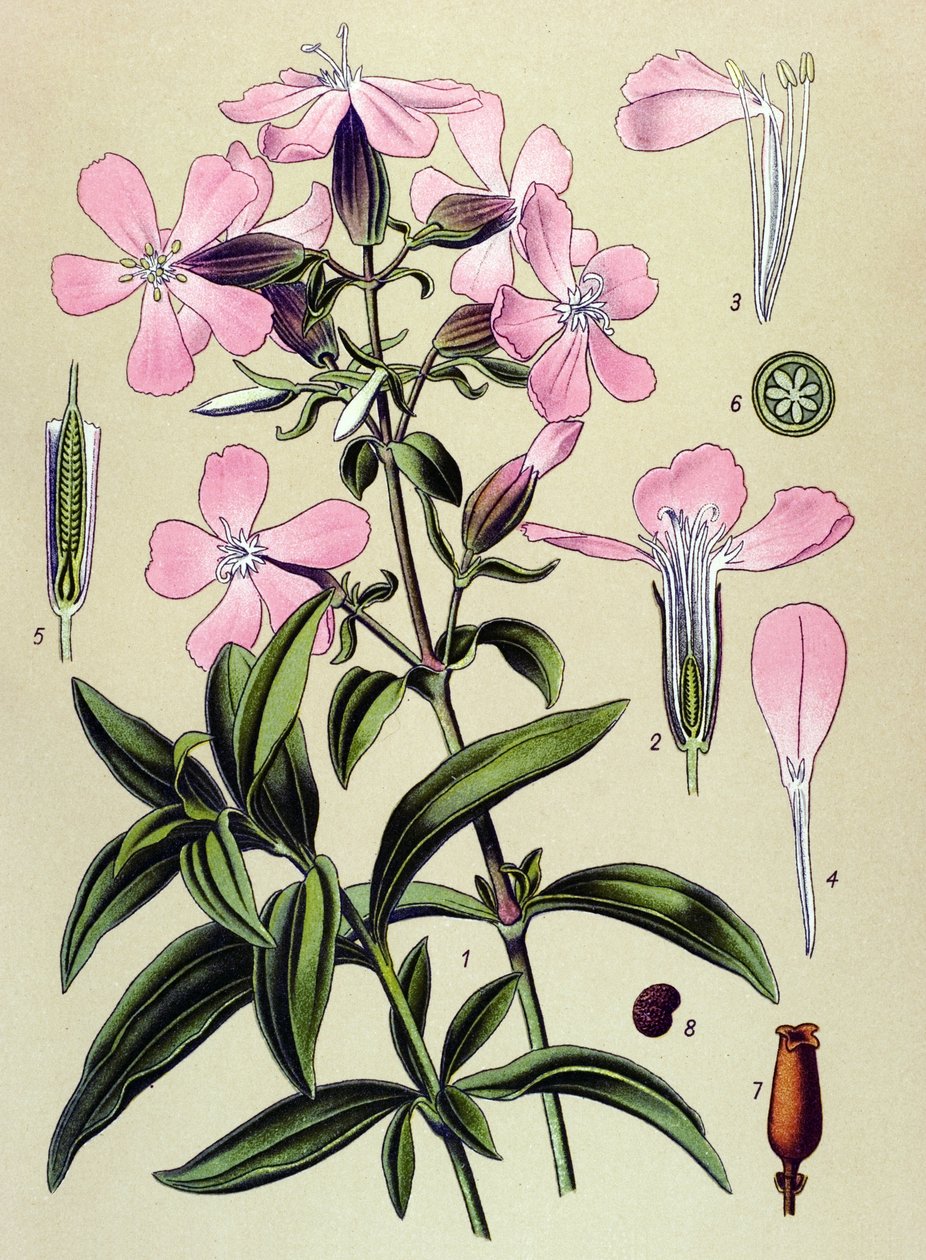 Botanisk tavle. Venøs (giftig) og lægeplante: saponaria officinalis (Saponaria officinalis) af Unbekannter Künstler
