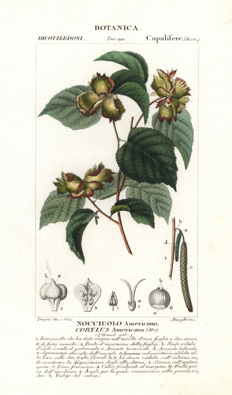 Botanisk tavle: hasselnød og hasselnød - Amerikansk hasselnød, Corylus americana, hjemmehørende i Nordamerika. Håndkoloreret kobberstik fra Jussieu