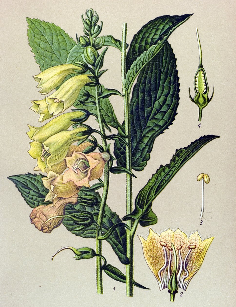 Botanisk tavle, plante: Storblomstret digital (Digitalis grandiflora) af Unbekannter Künstler
