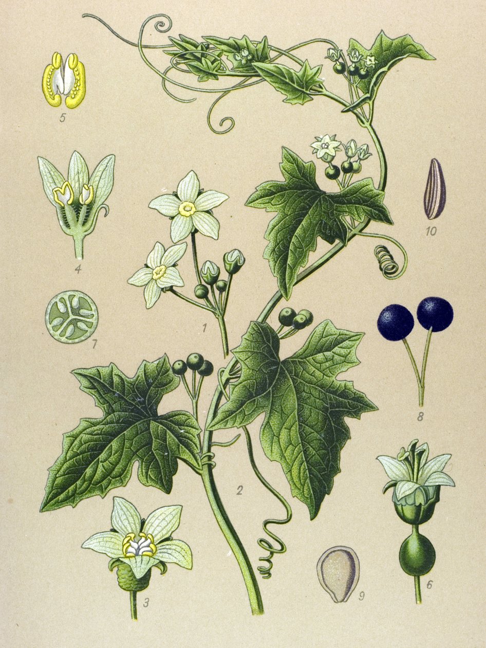 Botanisk bord, plante: Bryone (Bryonia alba) af Unbekannter Künstler