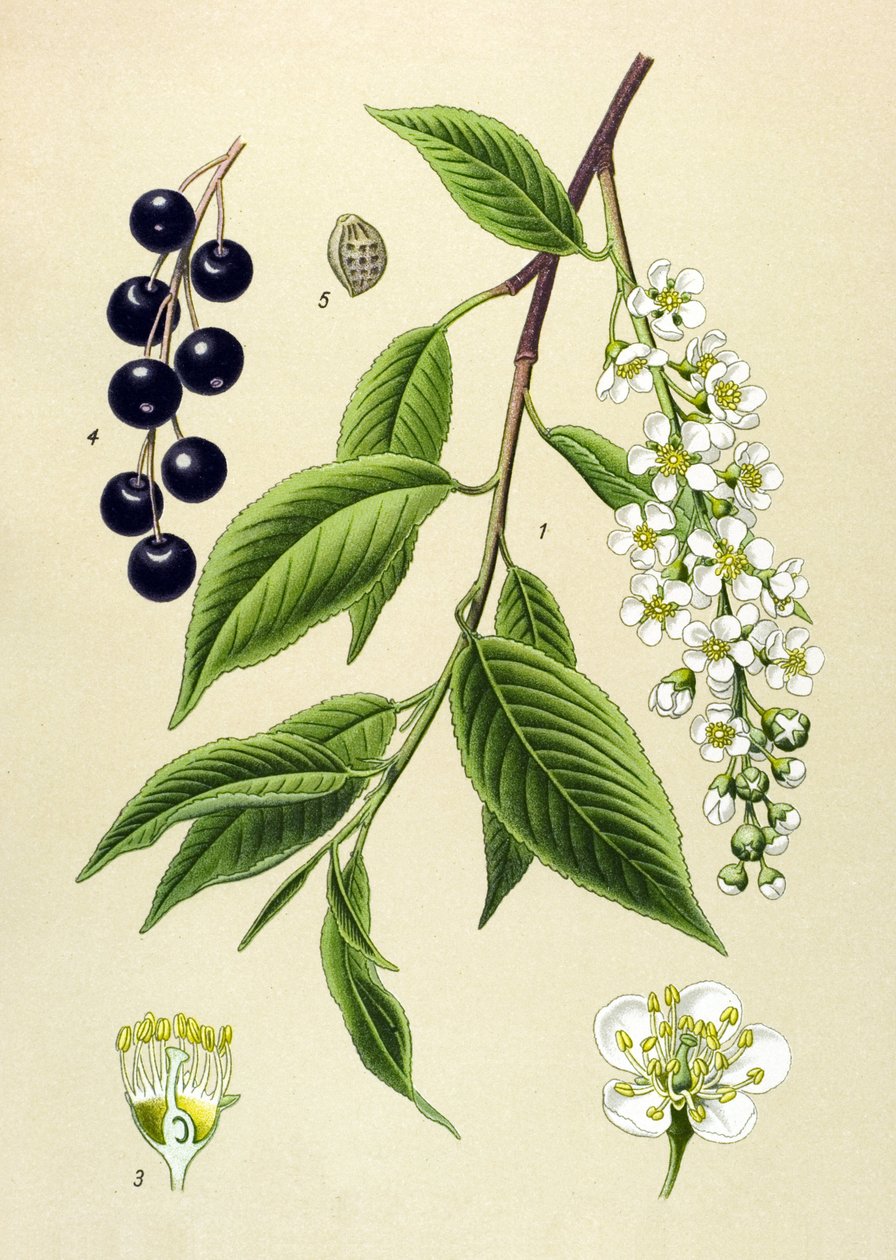 Botanisk tavle, plante: Kirsebærtræ (Prunus padus) af Unbekannter Künstler