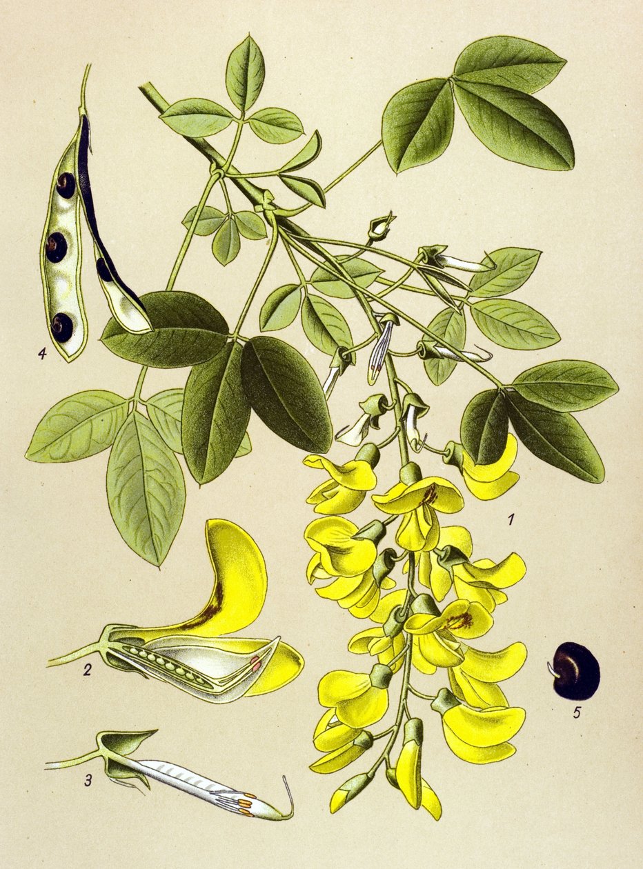 Botanisk bord, plante: almindelig blærebetændelse eller falsk ibenholt (Cytisus Laburnum) af Unbekannter Künstler