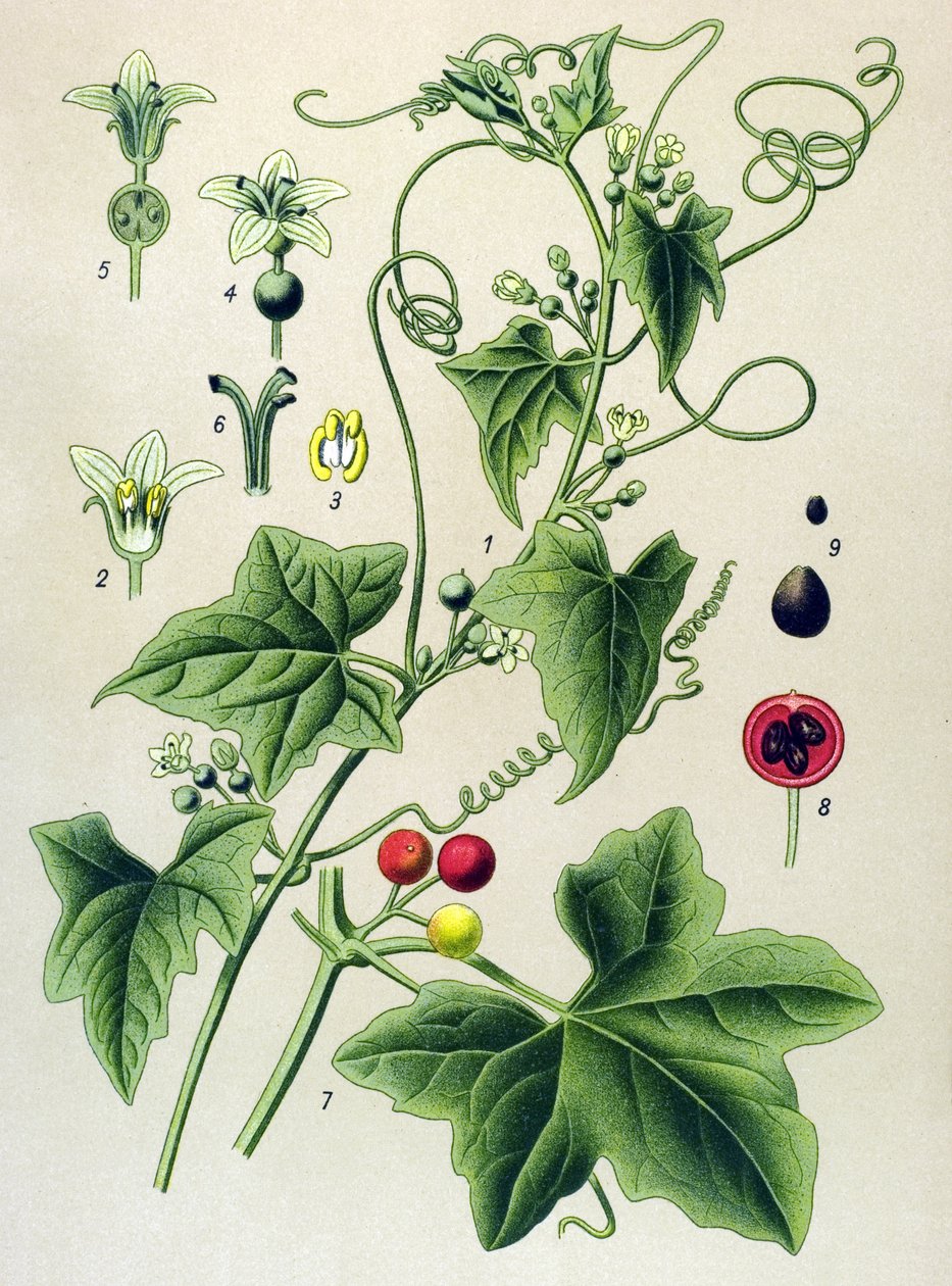 Botanisk tavle, plante: Dioisk bryone (Bryonia dioica) af Unbekannter Künstler