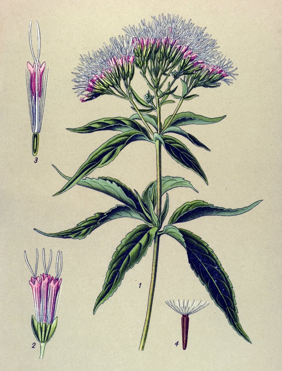 Botanisk tavle, plante: Eupatorium med hampblade (Eupatorium cannabinum) af Unbekannter Künstler